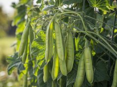 L’ortaggio sconosciuto da piantare ora per un raccolto invernale continuo Pochi la conoscono, eppure questo ortaggio piantato ora si raccoglie per tutto l’inverno