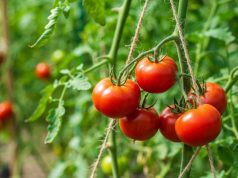 Coltivare pomodori senza pali: il metodo del filo che tutti stanno adottando Coltivare pomodori senza pali: il metodo del filo che tutti stanno adottando