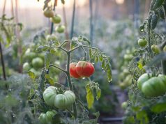 Qual è il periodo migliore per piantare pomodori ? I migliori consigli su quando seminare i pomodori e la data perfetta