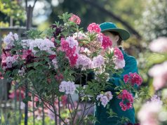 Piante da potare in estate per una fioritura rigogliosa l’anno prossimo 8 piante da potare ad agosto per una fioritura rigogliosa l’anno successivo